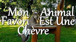 MON ANIMAL FAVORI EST UNE CHEVRE [upl. by Marler446]