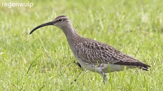 20230418 REGENWULP NUMENIUS PHAEOPUS [upl. by Aimas]