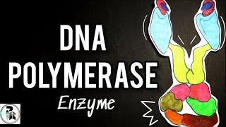 DNA Polymerase Enzyme paperpenbiology DNA Pol 1 amp 3 function in DNA Replication [upl. by Azalea]