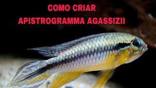 COMO CRIAR APISTOGRAMMA AGASSIZII [upl. by Sitelc988]