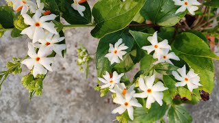 how to grow shiuli plant II parijat flowers care II shiuli fuler poricharja II shefali plants II [upl. by Jocelin958]