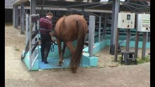 hoefbevangen paard in revalidatie bij Health 4 Horses wmv [upl. by Harilda710]