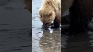 Bear digging for clams [upl. by Allare658]