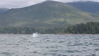 Whale Watching  Pacific Rim Tofino BC [upl. by Aguie670]