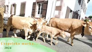 Urepeleko marka 2024 Transhumance des vaches [upl. by Yadsnil]