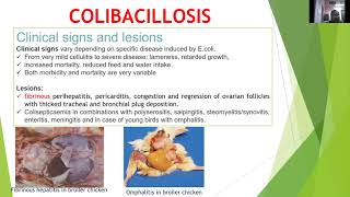 quotColibacillosis in Poultryquot by Dr Kaushal Kumar Department of Veterinary Pathology [upl. by Llener781]