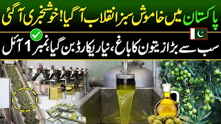 Big Olive oil Extraction in Pakistan  Olive oil Farming  Made In Pakistan [upl. by Htieh]