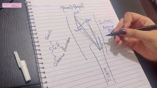 Medial Compartment leg  Anserine Bursa  Guy Ropes  SGS muscles [upl. by Oiromed]