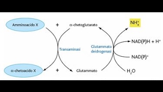 metabolismo proteine [upl. by Engdahl]