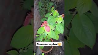 Mussaenda planttips 🥰youtubeshortsmussaenda houseplantlove [upl. by Garald5]