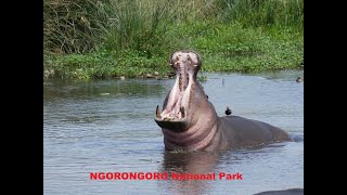 NGORONGORO NATIONAL PARK TANZANIA 2019 tanzania ngorongoro wildlife [upl. by Danzig]