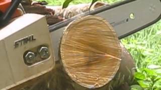 Stihl MS 180 Cutting Indian Jack wood using Stihl PM3 and the newer Stihl PS3 Saw chains [upl. by Roselle]