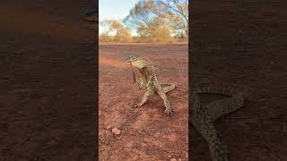 Defensive Behavior of Western Argus Monitor Caught UpClose [upl. by Dranoc]