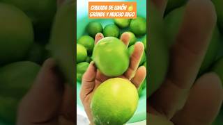 LIMON DE CALIDAD 🍋shorts agricultura campo limon rancho sembrandovida [upl. by Martie588]