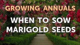 When to Sow Marigold Seeds [upl. by Ahteral]