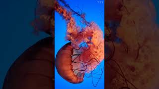 Did You Know  The Immortal Jellyfish [upl. by Keeler]