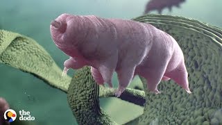 Tardigrades Are the Toughest Animal on Earth that can Survive Space and Volcanoes  The Dodo [upl. by Dilahk]