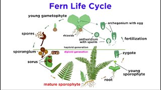 Ferns The Emergence of Roots and Stems [upl. by Odel]