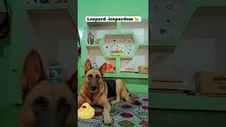 we hate grammarians 🥹😁😡😡🐕‍🦺🐆🐅tredingshorts petitypurself😁 [upl. by Myron]