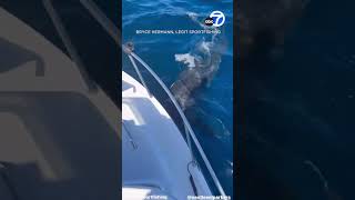 Shark rams boat off Southern California coast [upl. by Akiemaj747]