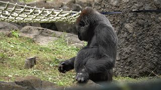 S1E86 🦍 Rola carries her buddy earthworm gently 🐒 Santaamp Gigio⎮Lone Gorilla⎮CHIBA ZOO [upl. by Hsekin]