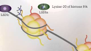 LSD1n is an H4K20 demethylase regulating memory formation via transcriptional elongation control [upl. by Stephannie]