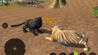 Black Panther 🐆 Vs Tiger 🐯 Simulation [upl. by Ettedualc]