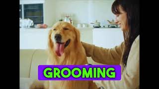 Looking for a stressfree grooming solution for your pet doggroomingforbeginners catgrooming [upl. by Petite]