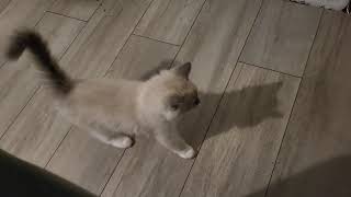 Ragdoll Kenji  First day at my mew home [upl. by Moyna854]