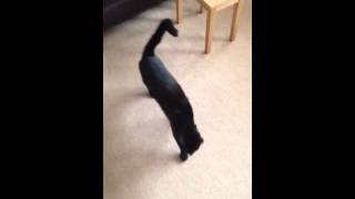 Scaring my cat with an Air Horn [upl. by Felicio]