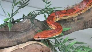 Pantherophis guttatus Cobra do milho  Cornsnake [upl. by Adnahcir577]