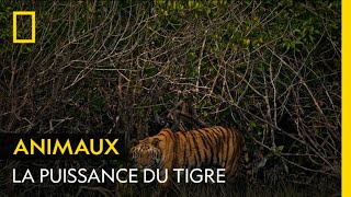 Lincroyable puissance du tigre en images [upl. by Morrill824]