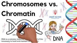 What Is the Difference Between Chromosomes and Chromatin [upl. by Judus]