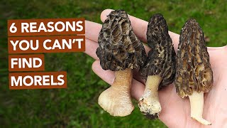 6 Reasons You Cant Find Morel Mushrooms [upl. by Nivel913]