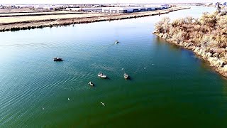 The Hottest Striped Bass Spot in Sacramento Easy limits Barge Canal Access [upl. by Rigby]