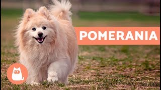 El perro pomerania  Características y cuidados [upl. by Etteval]