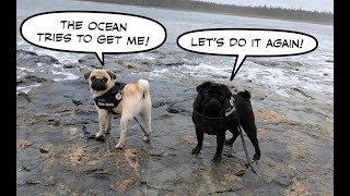 Pugs vs Ocean [upl. by Fleck49]