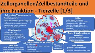 Zellorganellen und ihre Funktion Zellbestandteile tierischer Zellen  Aufbau Zelle Biologie [upl. by Attenol788]