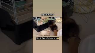 喧嘩するデグーと食べるモルモット デグーモルモットdegu guineapig pets cute animals [upl. by Herson65]