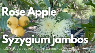 Rose Apple  Syzygium jambos flowering at the farm [upl. by Maclean578]