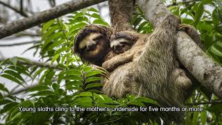 The brown throated 3 toed sloth [upl. by Reeta]