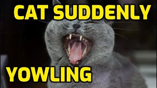 Why Is My Senior Cat So Vocal Screaming At Night [upl. by Nadroj792]