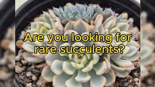 rare Korean succulents [upl. by Lawley133]