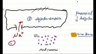 Anesthésie locale par BUPIVACAINE التخدير الموضعي والبوبيفوكايين [upl. by Marlo]