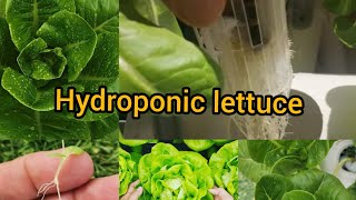 Hydroponic Lettuce For beginner AT Home [upl. by Arikaahs]