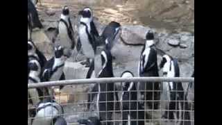 Zoo de La Palmyre Royan Les Pingouins  part 4 [upl. by Luhey]