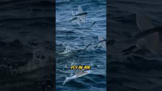 Flying Fish Witness the Magic NatureWonderWildlifeMoments [upl. by Messere]