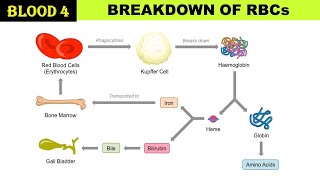 Blood 4  Breakdown of RBCs  Breakdown of Haemoglobin  Bilirubin  Urochrome  Stercobilin [upl. by Navillus]