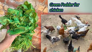 Green Fodder for Chicken  first Organic food  use of home kitchen waste for hens [upl. by Edurtreg]