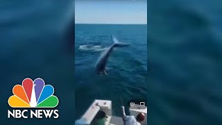 Watch Video Shows 7Foot Mako Shark Jump Onto Fishing Boat In Maine [upl. by Reerg186]